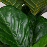 Fiddle Leaf Green Potted Plant