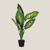 Dumb Cane Green Potted Plant