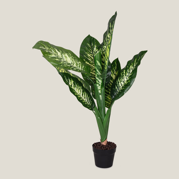 Dumb Cane Green Potted Plant