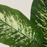 Dumb Cane Green Potted Plant