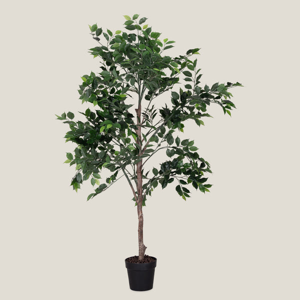 Ficus Benjamina Green Potted Plant