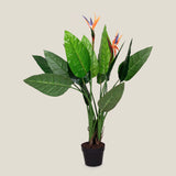 Bird Of Paradise Green Potted Plant