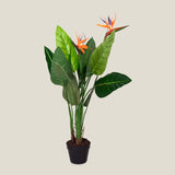 Bird Of Paradise Green Potted Plant