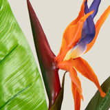 Bird Of Paradise Green Potted Plant