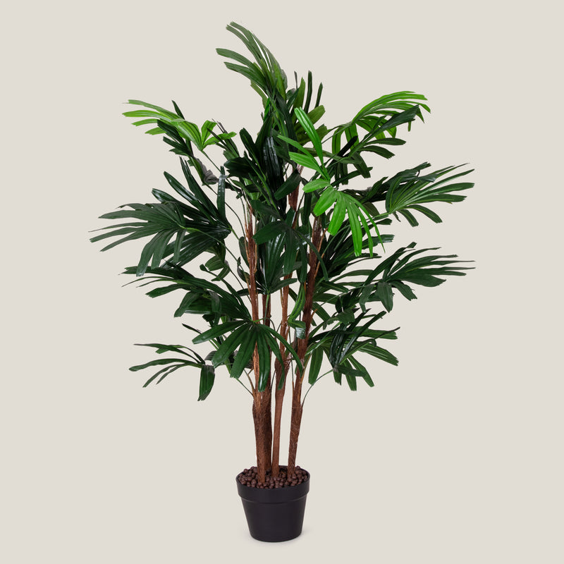 Broadleaf Lady Palm Green Potted Plant