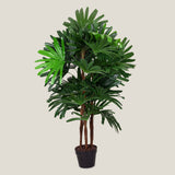 Broadleaf Lady Palm Green Potted Plant