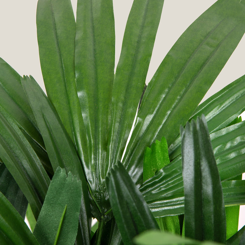 Broadleaf Lady Palm Green Potted Plant