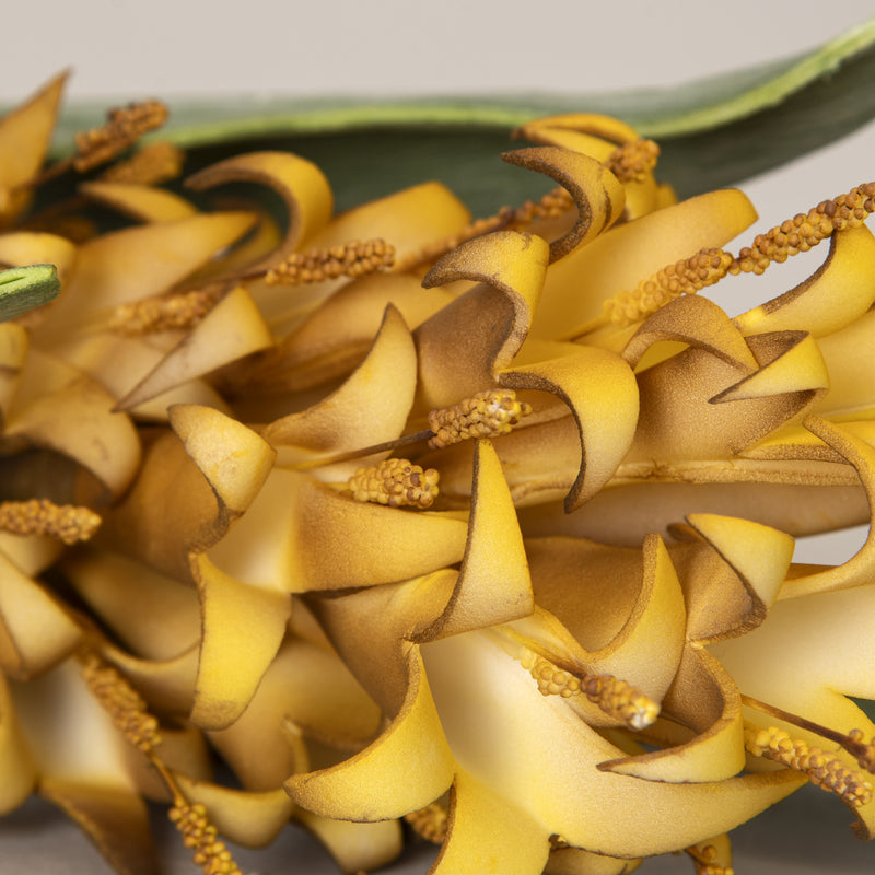 Yellow & Brown Ginger Lily Stem Flower