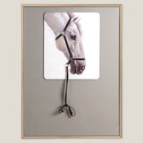 Bridle Grey Framed Canvas