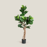 Lyre Leaf Green Potted Tree