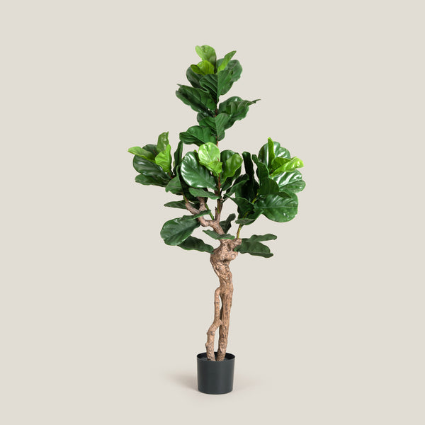 Lyre Leaf Green Potted Tree