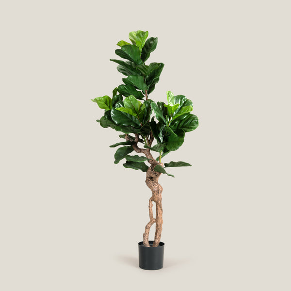 Lyre Leaf Green Potted Tree