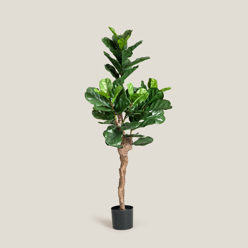 Lyre Leaf Green Potted Tree