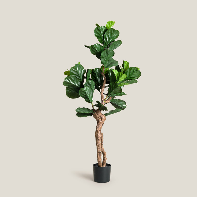 Lyre Leaf Green Potted Tree
