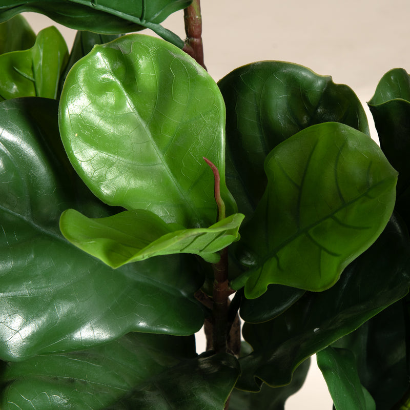 Lyre Leaf Green Potted Tree