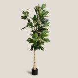 Turkey Fig Green Potted Tree