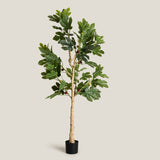 Turkey Fig Green Potted Tree