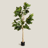 Turkey Fig Green Potted Tree