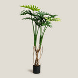 Philodendron Green Potted Plant