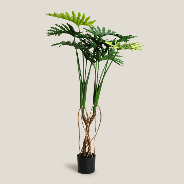 Buy Philodendron Green Potted Plant Online – Address Home