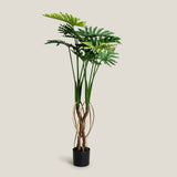 Philodendron Green Potted Plant