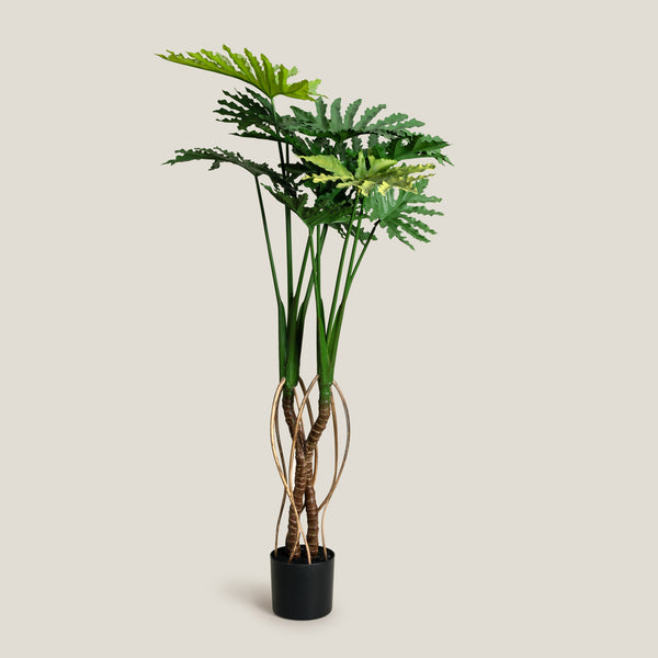 Philodendron Green Potted Plant