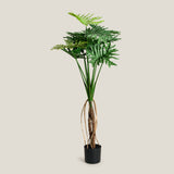 Philodendron Green Potted Plant