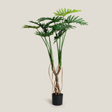 Philodendron Green Potted Plant