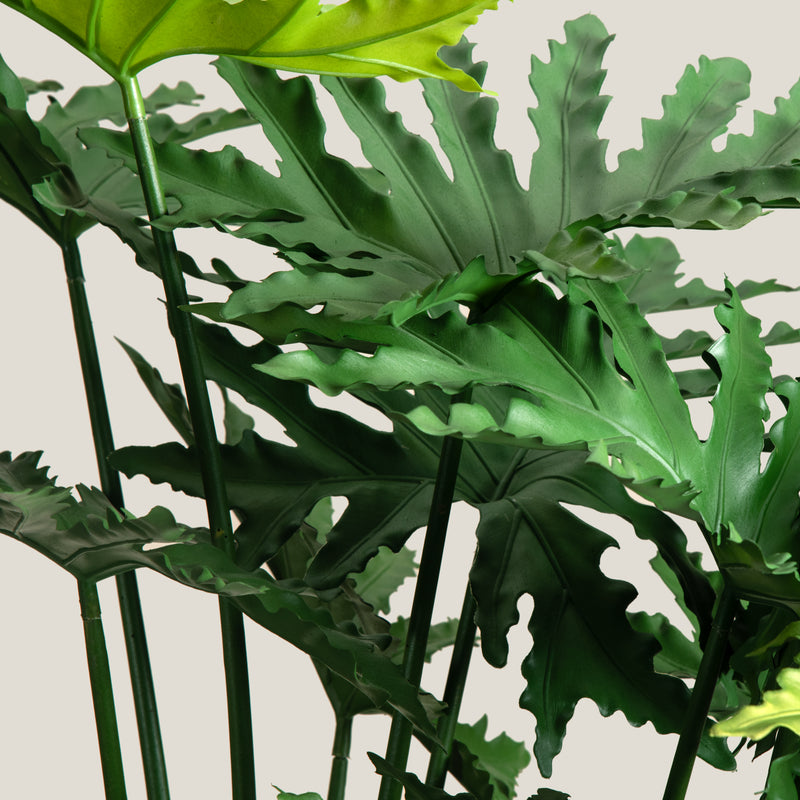 Philodendron Green Potted Plant