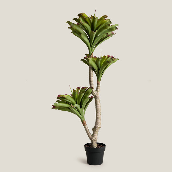 Bromeliad Green & Purple Potted Tree