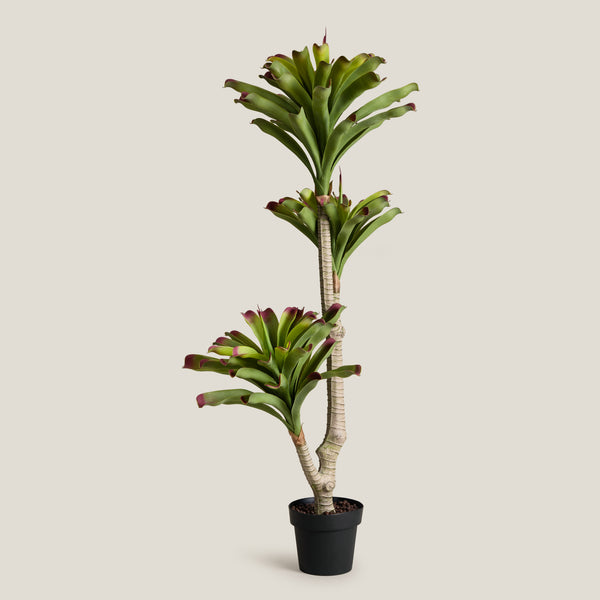 Bromeliad Green & Purple Potted Tree