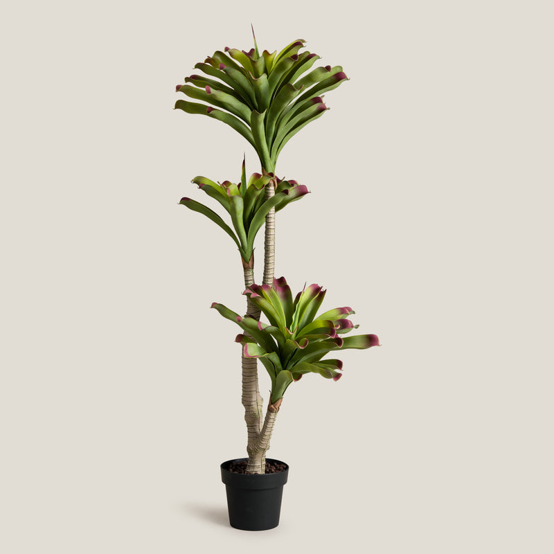 Bromeliad Green & Purple Potted Tree