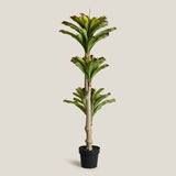 Bromeliad Green & Purple Potted Tree
