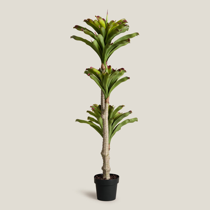 Bromeliad Green & Purple Potted Tree