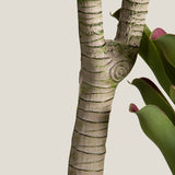 Bromeliad Green & Purple Potted Tree