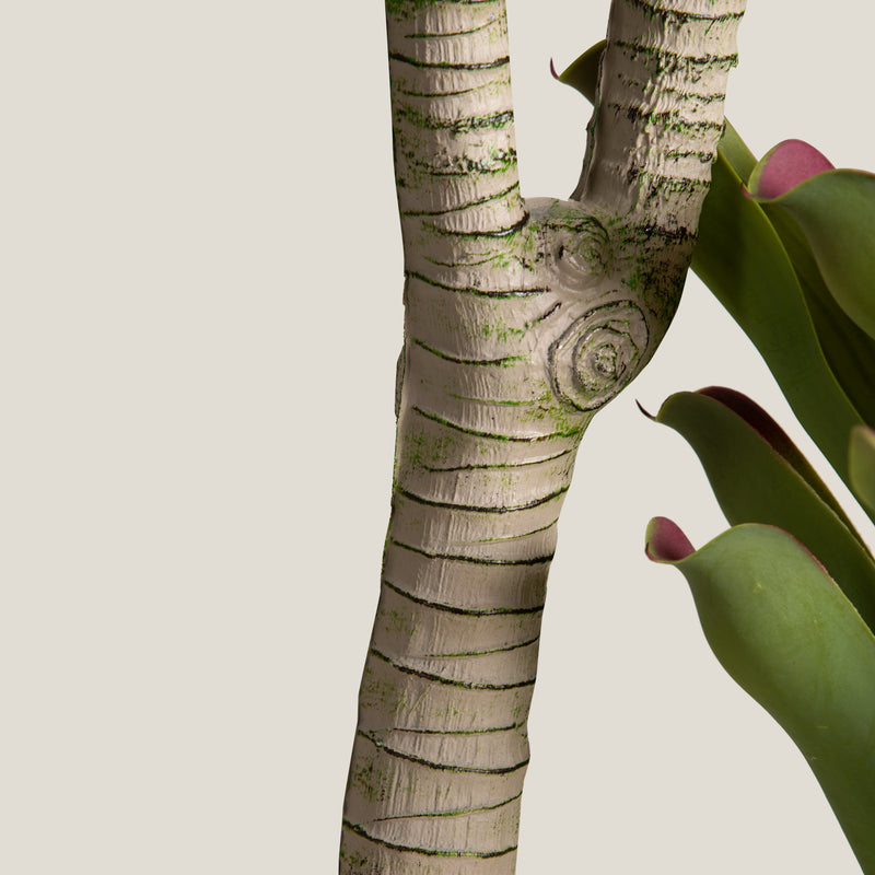 Bromeliad Green & Purple Potted Tree