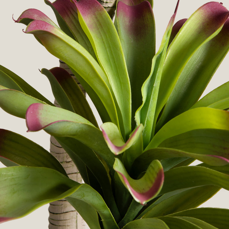 Bromeliad Green & Purple Potted Tree
