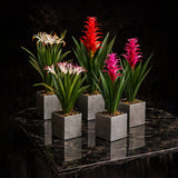 Red Tropical Ginger Potted Plant