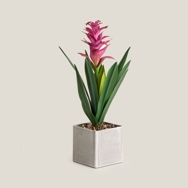 Purple Tropical Ginger Potted Plant