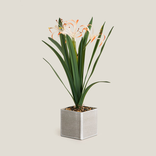 White & Orange Crinum Lily Potted Plant