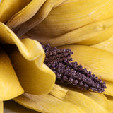 Hibiscus Yellow & Purple Flower