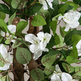 White Bougainvillea Potted Tree
