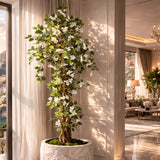 White Bougainvillea Potted Tree