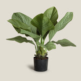 Anthurium Jungle Bush Plant