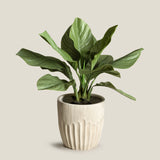 Anthurium Jungle Bush Plant