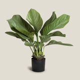 Anthurium Jungle Bush Plant