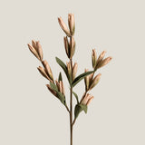 Gladioli Bud Stems