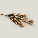 Gladioli Bud Stems