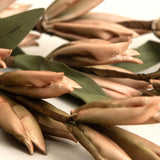 Gladioli Bud Stems