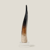 Cerus Glass Horn Decor L